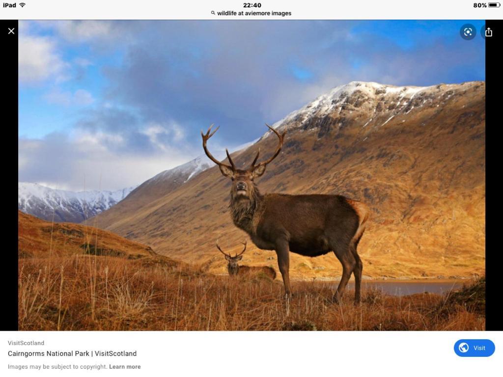 The Monarch Lodge ,Aviemore Holiday Park 外观 照片